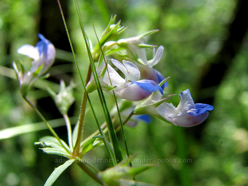 blue-eyed Mary (Collinsia sp.) [Dog Mountain Trail, Gifford Pinchot National Forest, Skamania County, Washington]