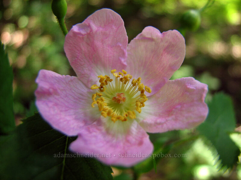 wild rose (Rosa sp.) [Dog Mountain Trail, Gifford Pinchot National Forest, Skamania County, Washington]