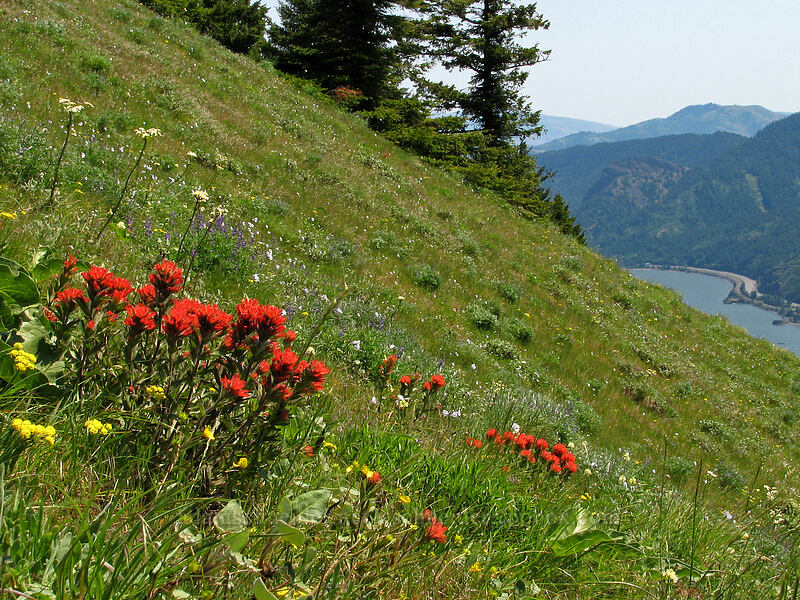 paintbrush & other wildflowers (Castilleja hispida) [Dog Mountain Trail, Gifford Pinchot National Forest, Skamania County, Washington]