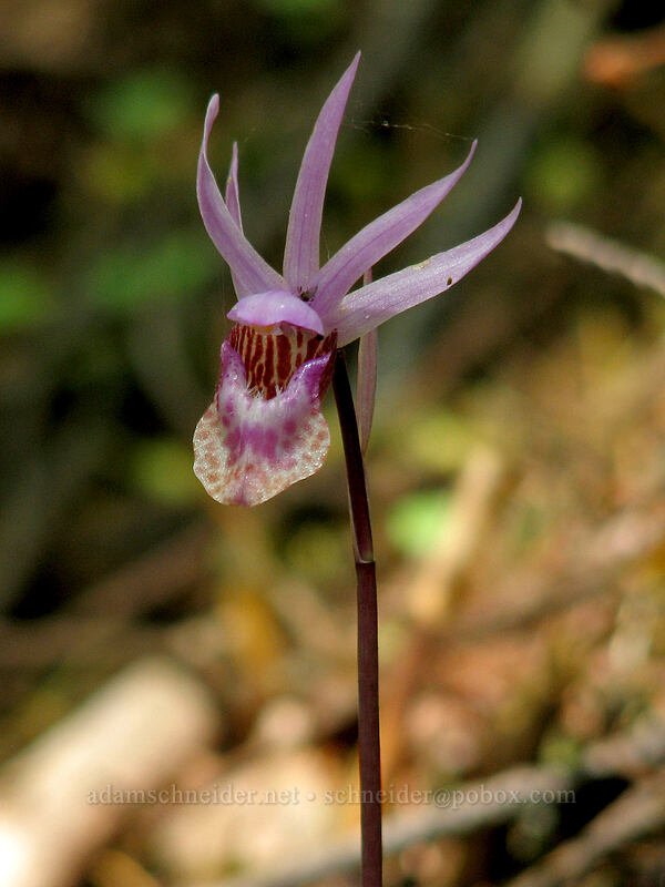 fairy slipper orchid (Calypso bulbosa) [Dog Mountain Trail, Gifford Pinchot National Forest, Skamania County, Washington]