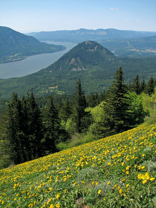 Wind Mountain, the Columbia River, & balsamroot (Balsamorhiza sp.) [Dog Mountain Trail, Gifford Pinchot National Forest, Skamania County, Washington]
