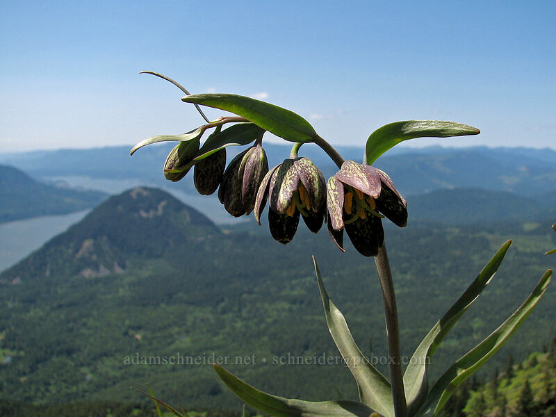 chocolate lily & Wind Mountain (Fritillaria affinis) [Dog Mountain Trail, Gifford Pinchot National Forest, Skamania County, Washington]