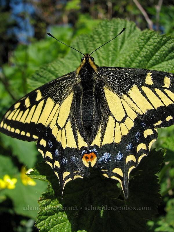 anise swallowtail butterfly (Papilio zelicaon) [Dog Mountain summit, Gifford Pinchot National Forest, Skamania County, Washington]