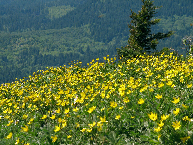 western buttercups (Ranunculus occidentalis) [Dog Mountain summit, Gifford Pinchot National Forest, Skamania County, Washington]