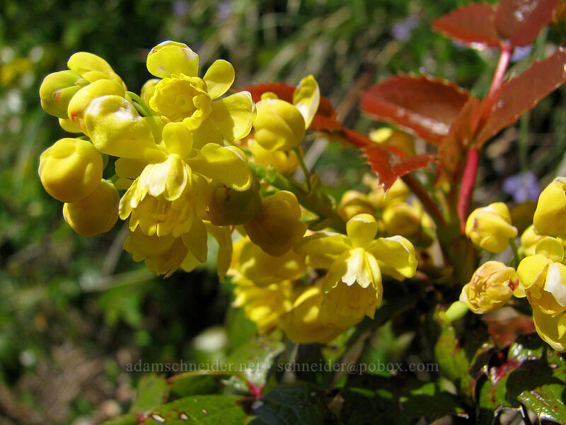 Oregon-grape flowers (Mahonia sp. (Berberis sp.)) [Augspurger Trail, Gifford Pinchot National Forest, Skamania County, Washington]