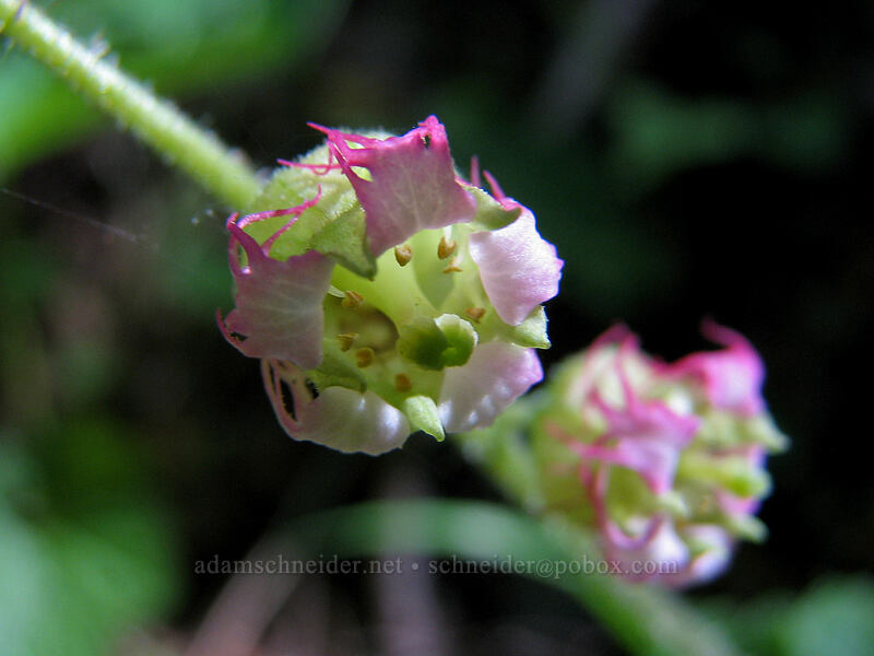 fringe cup (Tellima grandiflora) [Augspurger Trail, Gifford Pinchot National Forest, Skamania County, Washington]