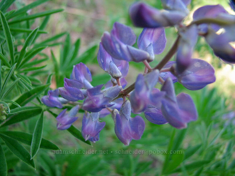 spurred lupine (Lupinus arbustus) [Augspurger Trail, Gifford Pinchot National Forest, Skamania County, Washington]