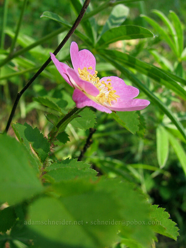 wild rose (Rosa sp.) [Augspurger Trail, Gifford Pinchot National Forest, Skamania County, Washington]