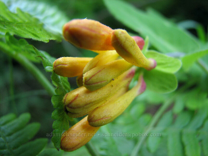 orange honeysuckle, budding (Lonicera ciliosa) [Augspurger Trail, Gifford Pinchot National Forest, Skamania County, Washington]