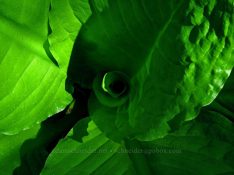 skunk cabbage leaves (Lysichiton americanus) [Larch Mountain, Multnomah County, Oregon]