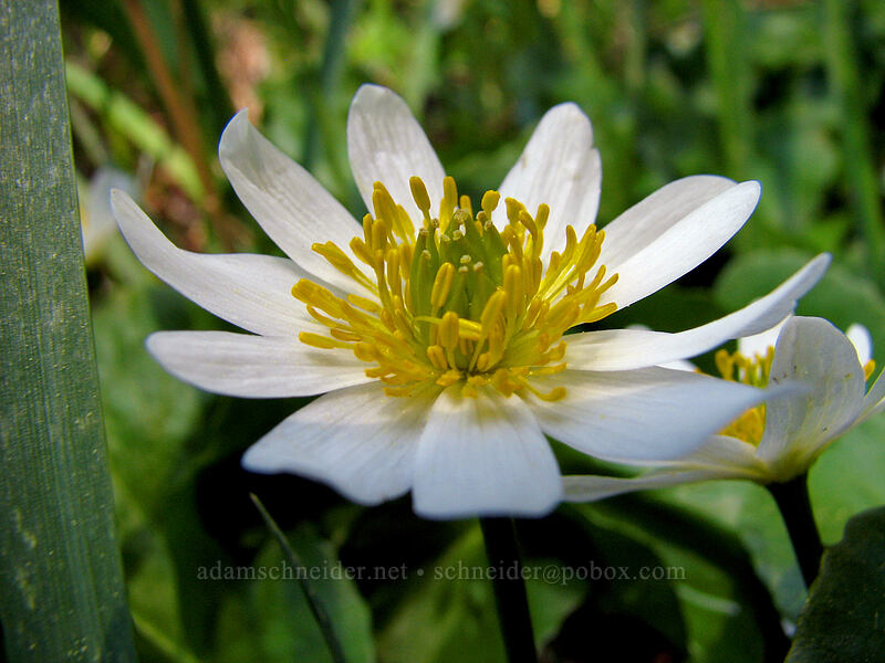 white marsh-marigold (Caltha biflora (Caltha leptosepala var. biflora)) [Larch Mountain, Multnomah County, Oregon]