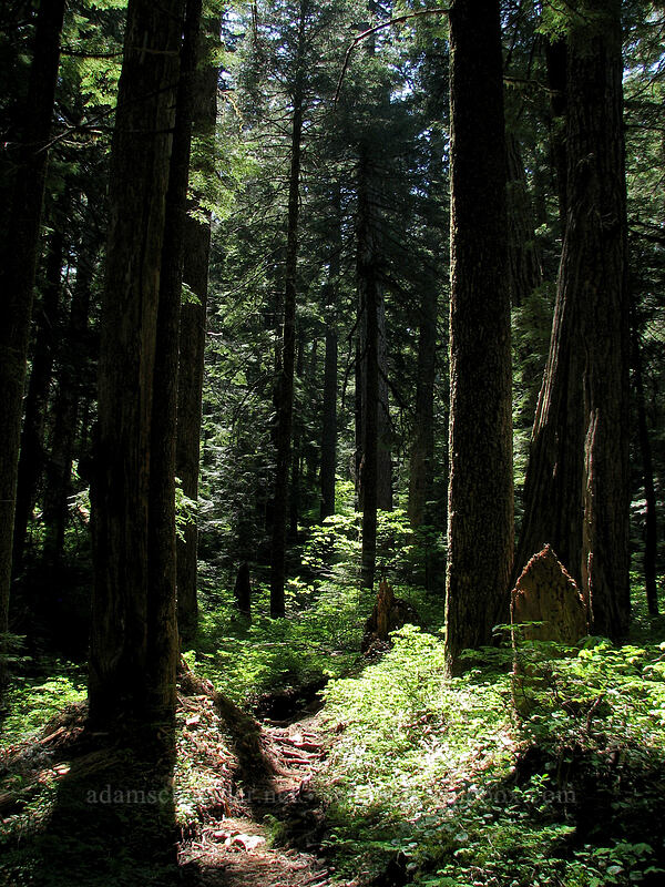 conifer forest [Larch Mountain, Multnomah County, Oregon]