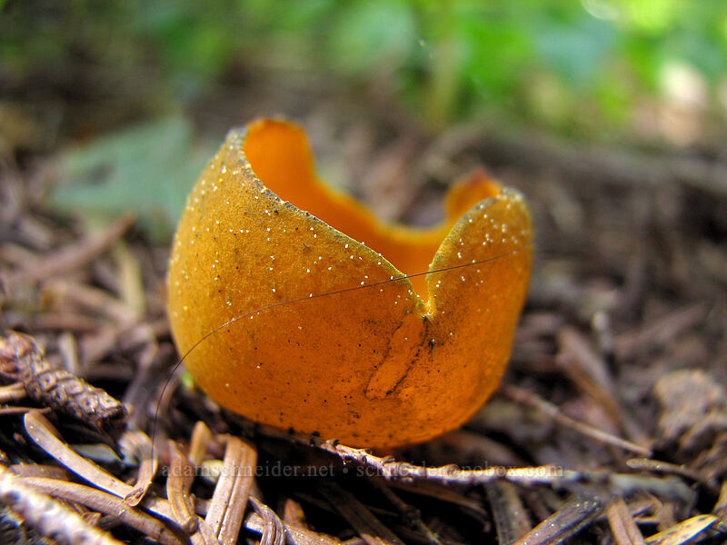 orange peel fungus (Aleuria aurantia) [Larch Mountain, Multnomah County, Oregon]