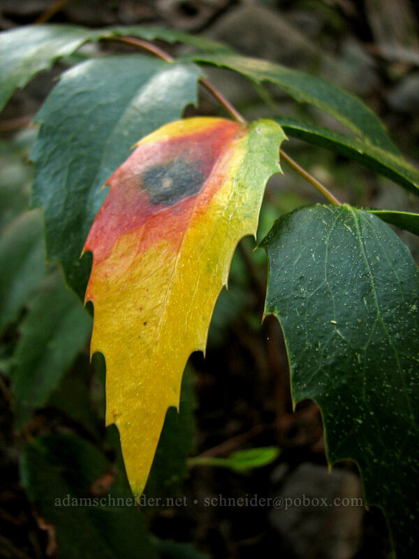 Oregon-grape leaf (Mahonia nervosa (Berberis nervosa)) [Larch Mountain, Multnomah County, Oregon]