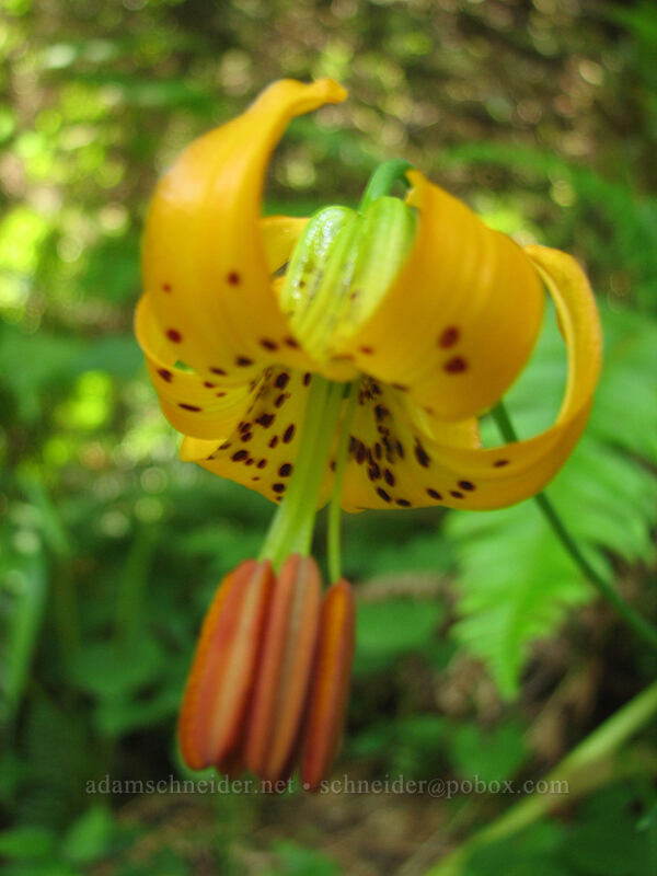 Columbia tiger lily (Lilium columbianum) [Neahkanie Mountain, Oswald West State Park, Tillamook County, Oregon]