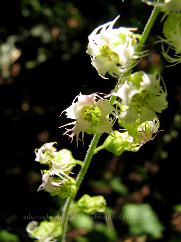 fringe cups (Tellima grandiflora) [Neahkanie Mountain, Oswald West State Park, Tillamook County, Oregon]