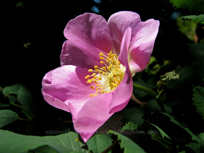 wild rose (Rosa sp.) [Neahkanie Mountain, Oswald West State Park, Tillamook County, Oregon]