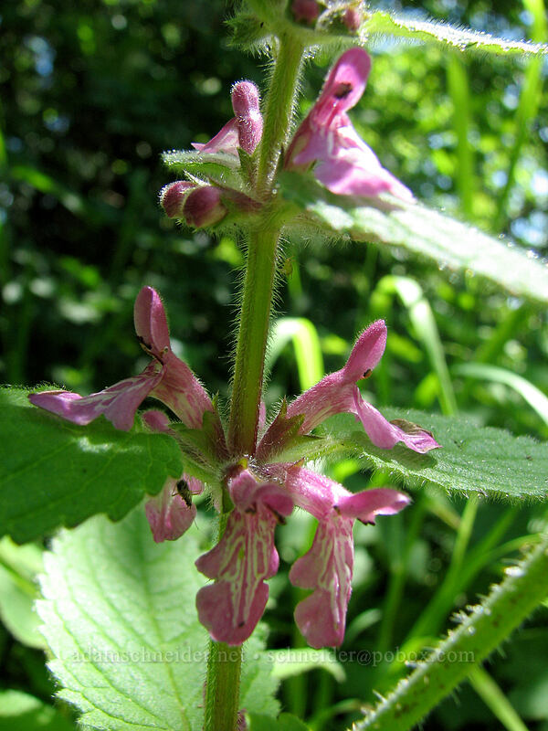 Mexican hedge nettle (Stachys mexicana) [Neahkanie Mountain, Oswald West State Park, Tillamook County, Oregon]