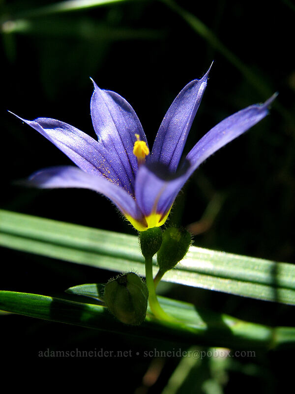 blue-eyed grass (Sisyrinchium idahoense) [Neahkanie Mountain, Oswald West State Park, Tillamook County, Oregon]