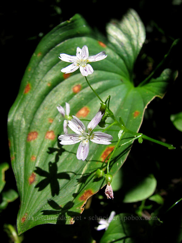 candyflower & false lily-of-the-valley leaf (Claytonia sibirica (Montia sibirica), Maianthemum dilatatum) [Neahkanie Mountain, Oswald West State Park, Tillamook County, Oregon]