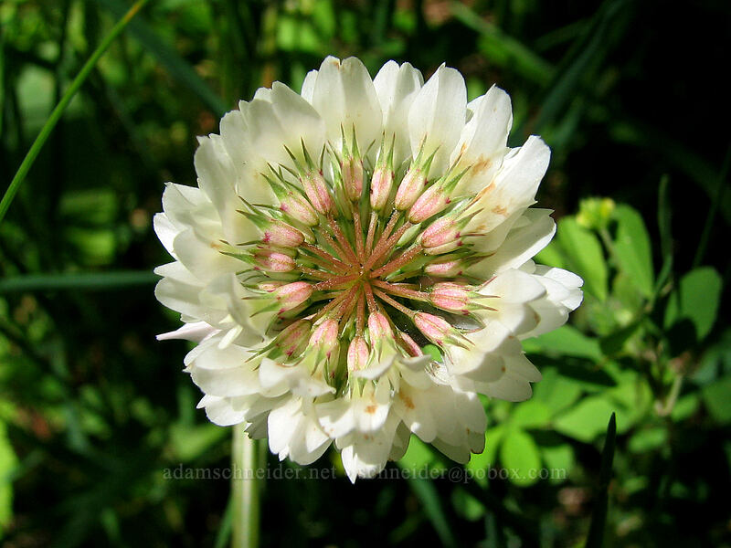 white clover (Trifolium sp.) [Neahkanie Mountain, Oswald West State Park, Tillamook County, Oregon]