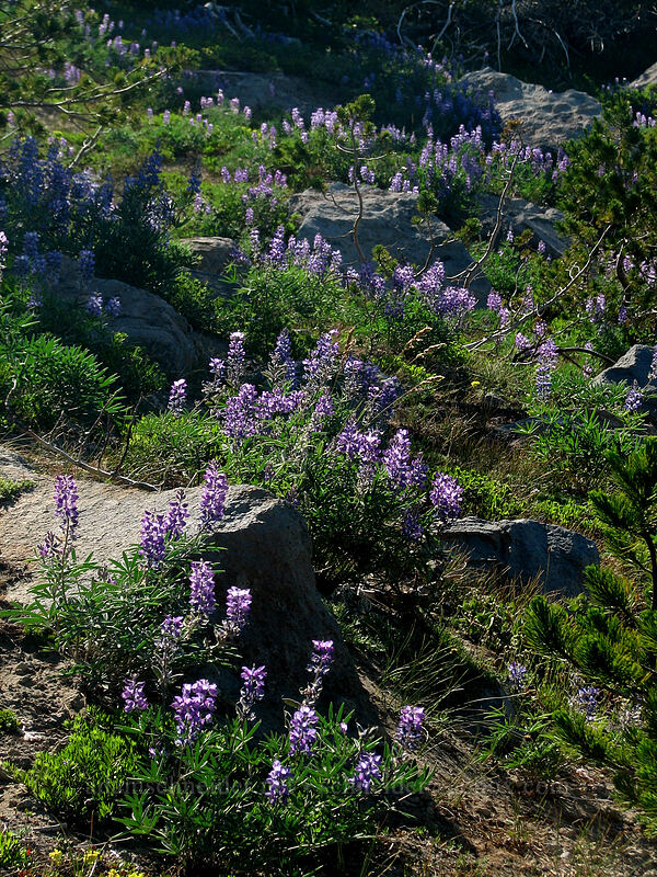 lupines & boulders (Lupinus latifolius) [Timberline Trail, Mt. Hood Wilderness, Hood River County, Oregon]