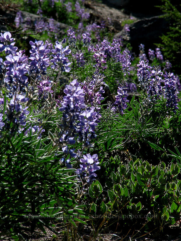 lupines (Lupinus latifolius) [Timberline Trail, Mt. Hood Wilderness, Hood River County, Oregon]