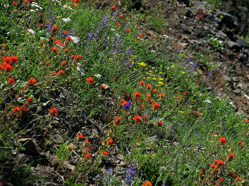 wildflower-covered slope [Bald Mountain, Mt. Hood Wilderness, Clackamas County, Oregon]