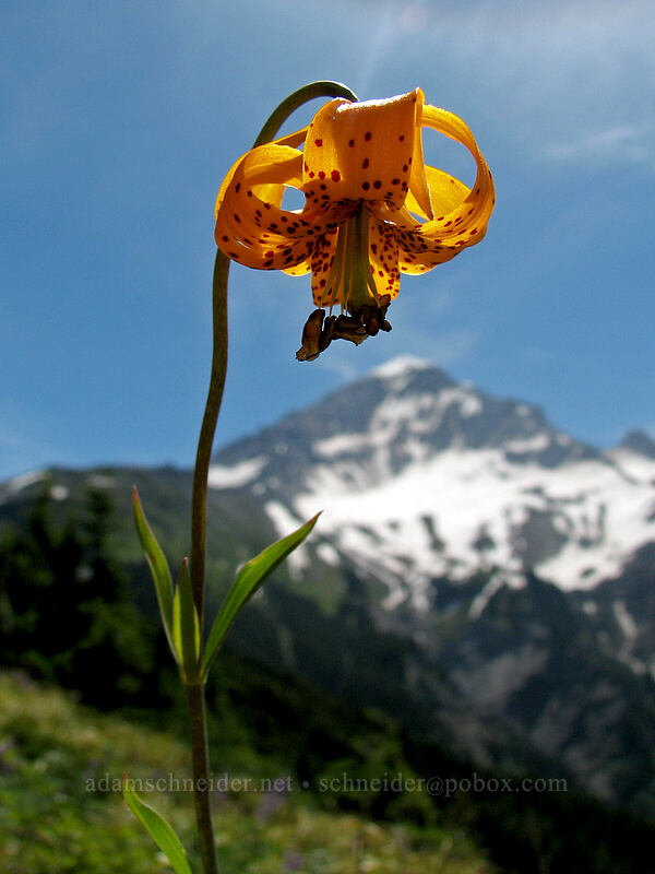 Columbia tiger lily (Lilium columbianum) [Bald Mountain Ridge, Mt. Hood Wilderness, Clackamas County, Oregon]