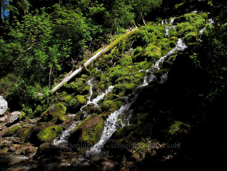 stream across the trail [Timberline Trail, Mt. Hood Wilderness, Hood River County, Oregon]