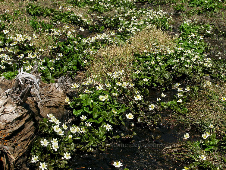 white marsh-marigolds (Caltha biflora (Caltha leptosepala var. biflora)) [Timberline Trail, Mt. Hood Wilderness, Hood River County, Oregon]