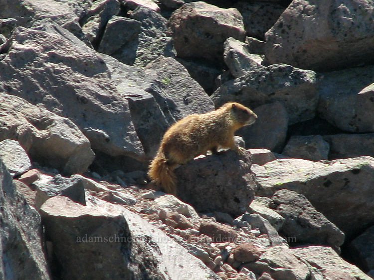 yellow-bellied marmot (Marmota flaviventris) [above McNeil Point, Mt. Hood Wilderness, Hood River County, Oregon]