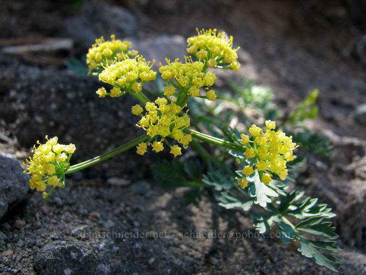 Martindale's desert parsley (Lomatium martindalei) [above McNeil Point, Mt. Hood Wilderness, Clackamas County, Oregon]