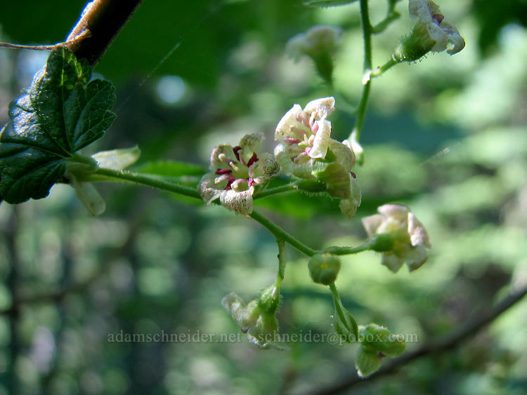 maple-leaved currant flowers (Ribes acerifolium (Ribes howellii)) [Bald Mountain Ridge, Mt. Hood Wilderness, Hood River County, Oregon]