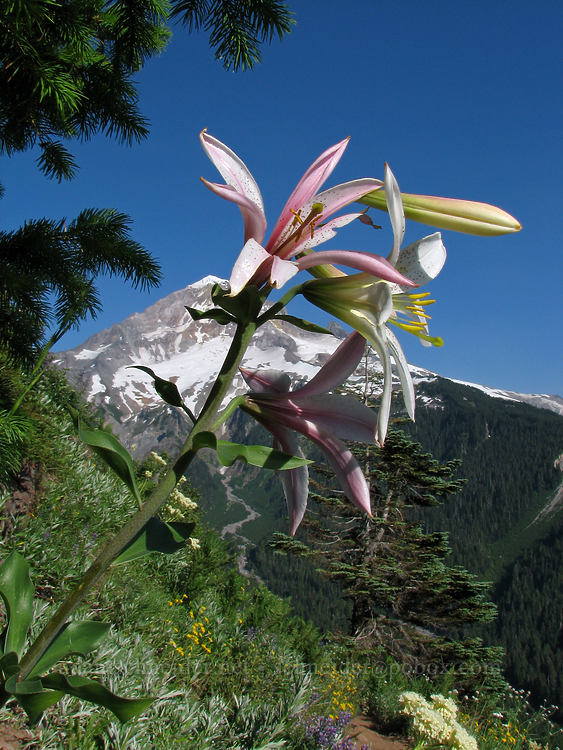 Washington lily & Mount Hood (Lilium washingtonianum) [Bald Mountain, Mt. Hood Wilderness, Clackamas County, Oregon]