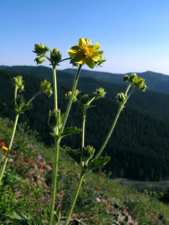 some kind of cinquefoil (Drymocallis sp. (Potentilla glandulosa)) [Bald Mountain, Mt. Hood Wilderness, Clackamas County, Oregon]