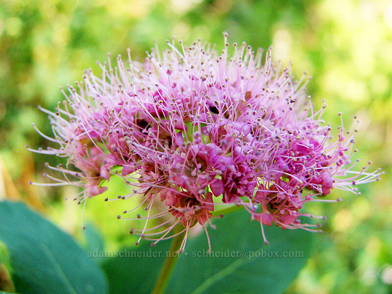 subalpine spirea (Spiraea splendens (Spiraea densiflora)) [Pinnacle Ridge Trail, Mt. Hood Wilderness, Hood River County, Oregon]