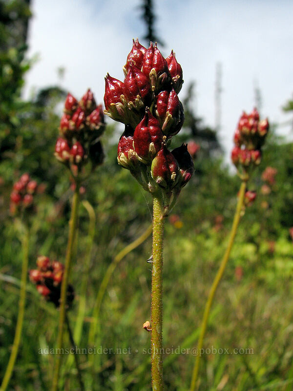 western false asphodel seed-pods (Triantha occidentalis ssp. brevistyla (Tofieldia glutinosa var. brevistyla)) [Pinnacle Ridge Trail, Mt. Hood Wilderness, Hood River County, Oregon]