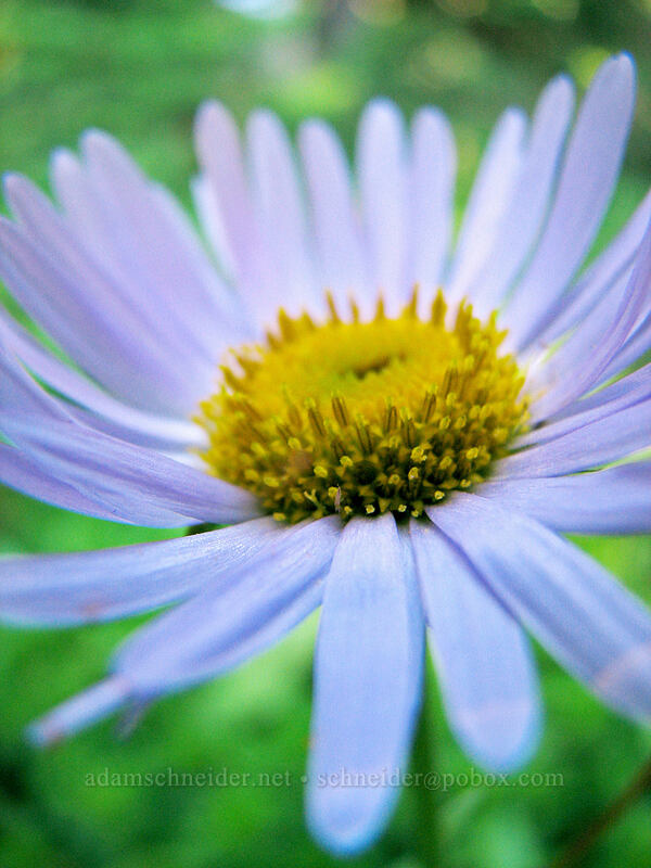 subalpine daisy (Erigeron glacialis var. glacialis) [Pinnacle Ridge Trail, Mt. Hood Wilderness, Hood River County, Oregon]