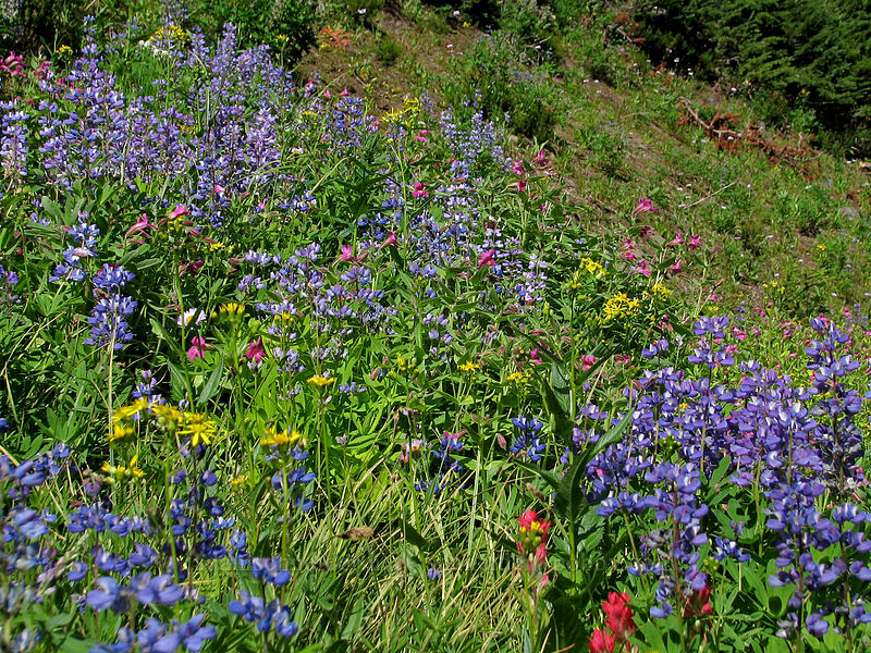 wildflowers (Lupinus latifolius, Senecio triangularis, Erythranthe lewisii (Mimulus lewisii)) [Pinnacle Ridge Trail, Mt. Hood Wilderness, Hood River County, Oregon]