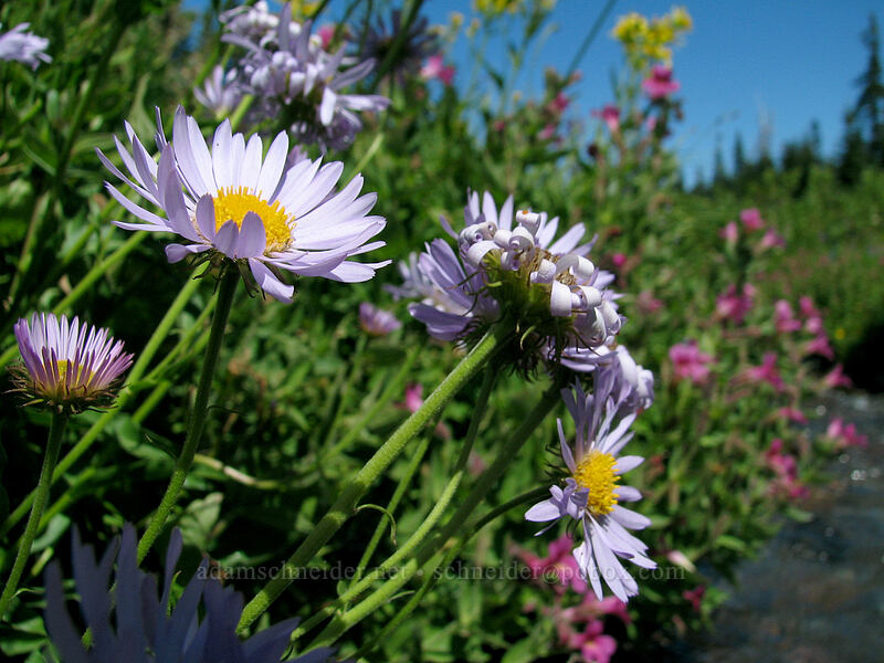subalpine daisies (Erigeron glacialis var. glacialis) [Elk Cove, Mt. Hood Wilderness, Hood River County, Oregon]