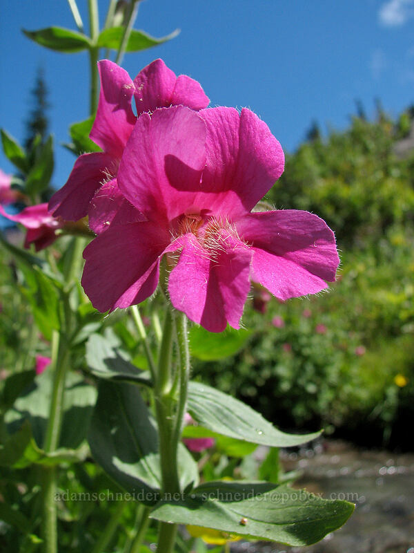 Lewis' monkeyflower (Erythranthe lewisii (Mimulus lewisii)) [Elk Cove, Mt. Hood Wilderness, Hood River County, Oregon]