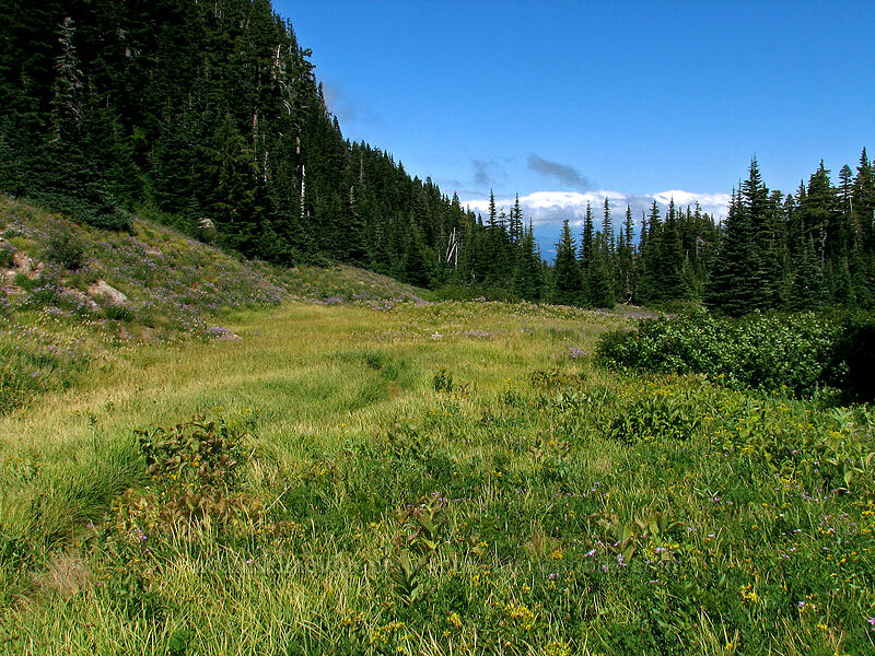 meadow, looking north [Elk Cove, Mt. Hood Wilderness, Hood River County, Oregon]