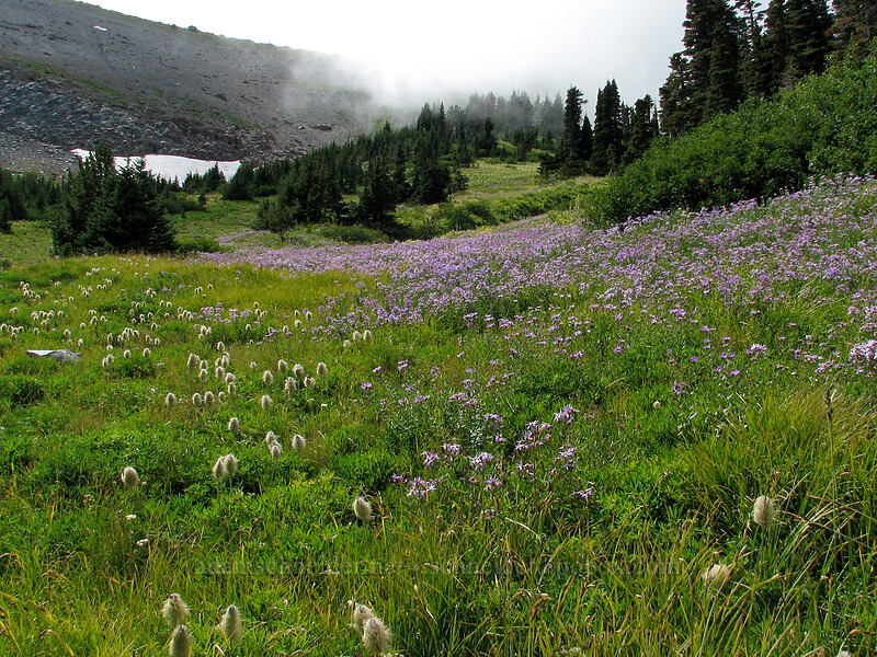 western pasqueflower & asters (Anemone occidentalis (Pulsatilla occidentalis), Eucephalus ledophyllus) [Elk Cove, Mt. Hood Wilderness, Hood River County, Oregon]