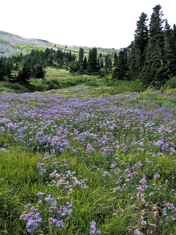 Cascade asters (Eucephalus ledophyllus (Aster ledophyllus)) [Elk Cove, Mt. Hood Wilderness, Hood River County, Oregon]