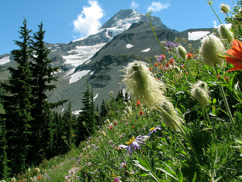 Mount Hood & pasqueflowers (Anemone occidentalis (Pulsatilla occidentalis)) [above Elk Cove, Mt. Hood Wilderness, Hood River County, Oregon]