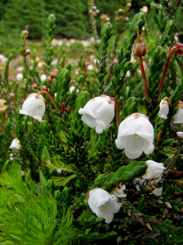 white mountain heather (Cassiope mertensiana) [Timberline Trail, Mt. Hood Wilderness, Hood River County, Oregon]