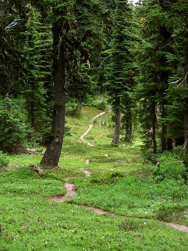 the trail [Pinnacle Ridge Trail, Mt. Hood Wilderness, Hood River County, Oregon]
