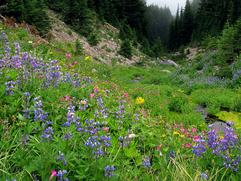 wildflowers (Lupinus latifolius, Erythranthe lewisii (Mimulus lewisii), Senecio triangularis, Erigeron glacialis var. glacialis) [Pinnacle Ridge Trail, Mt. Hood Wilderness, Hood River County, Oregon]