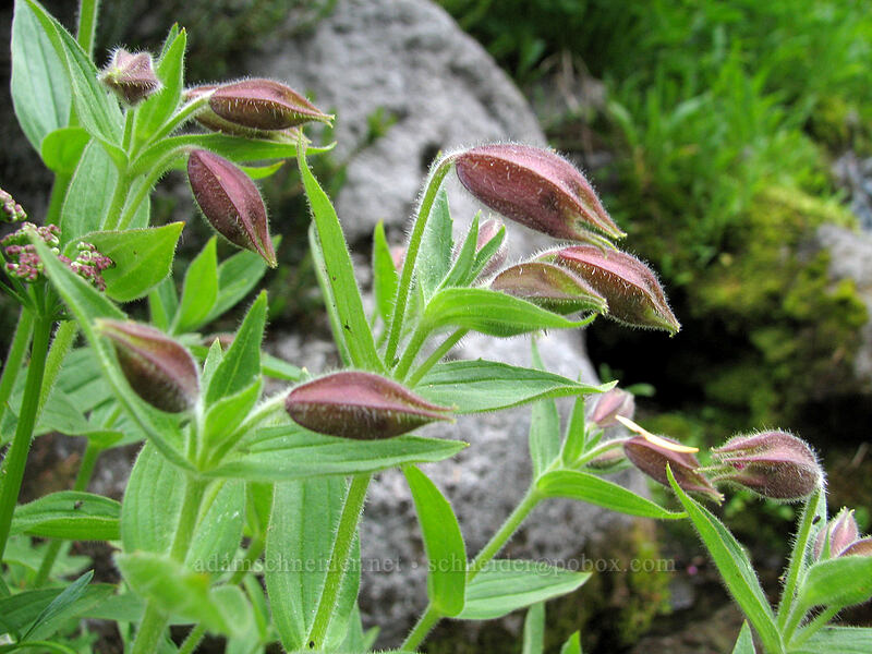 Lewis' monkeyflower, budding (Erythranthe lewisii (Mimulus lewisii)) [Pinnacle Ridge Trail, Mt. Hood Wilderness, Hood River County, Oregon]